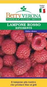 lampone rifiorente Amira